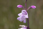 Godfrey's false dragonhead